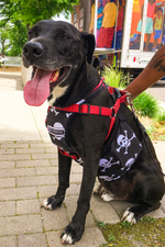 Load image into Gallery viewer, Performance Vest